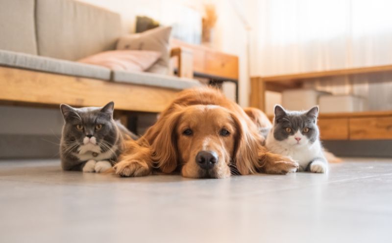Condizionatore e animali domestici: comfort e sicurezza a Brescia